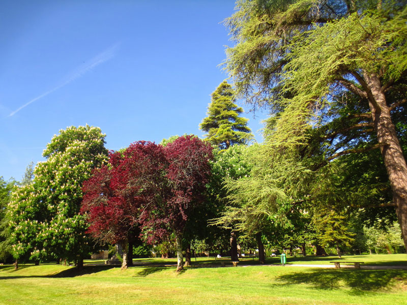 beautiful-ordinary-sunny-day-park-full-trees