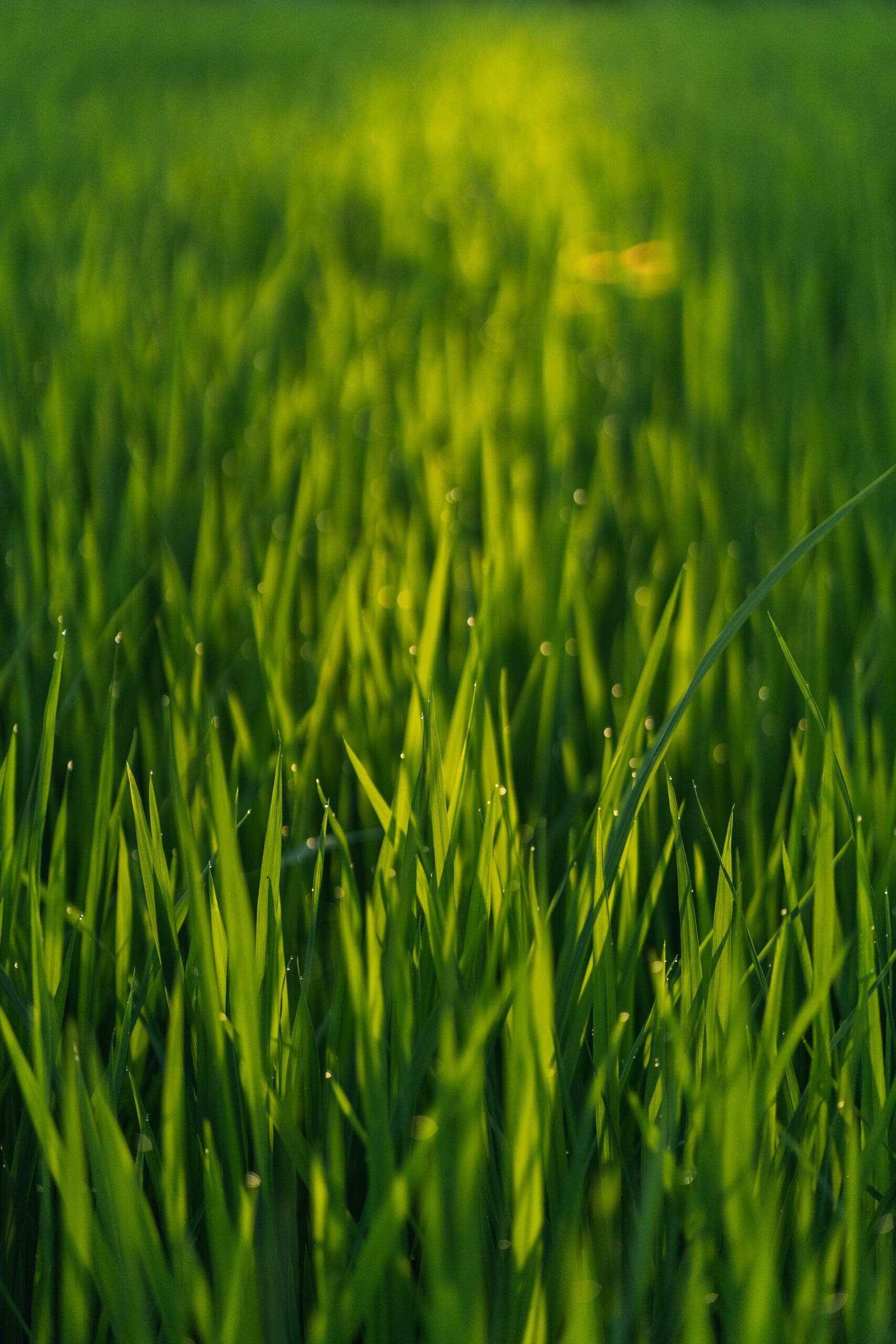 Asergio camalich bojqrt33ouu unsplash